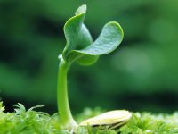 TẶNG HỌC BỔNG CHO HỌC SINH, SINH VIÊN CÓ HOÀN CẢNH ĐẶC BIỆT